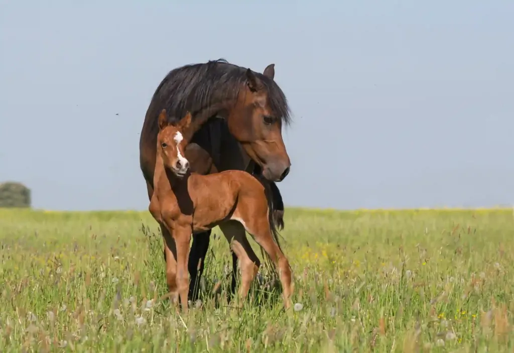 Araberstute mit ihrem Fohlen auf der Wiese. Symbol für Bindung, Geborgenheit und intuitive Kommunikation.