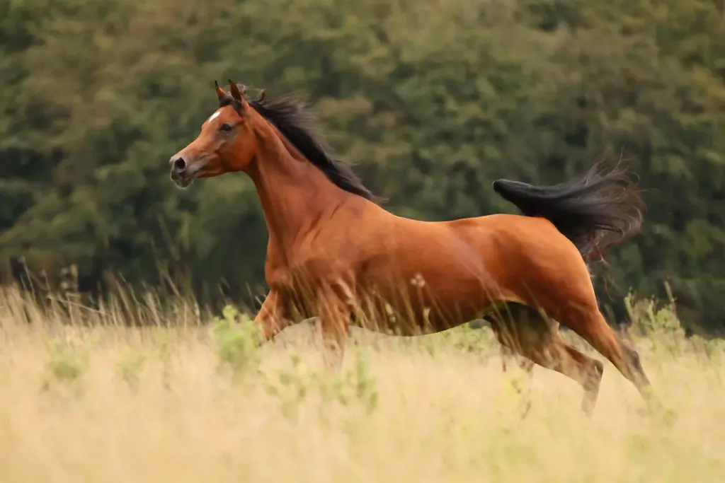 Araberstute im Galopp über eine Wiese. Ausdruck von Energie und natürlicher Balance bei der achtsamen Duftarbeit.