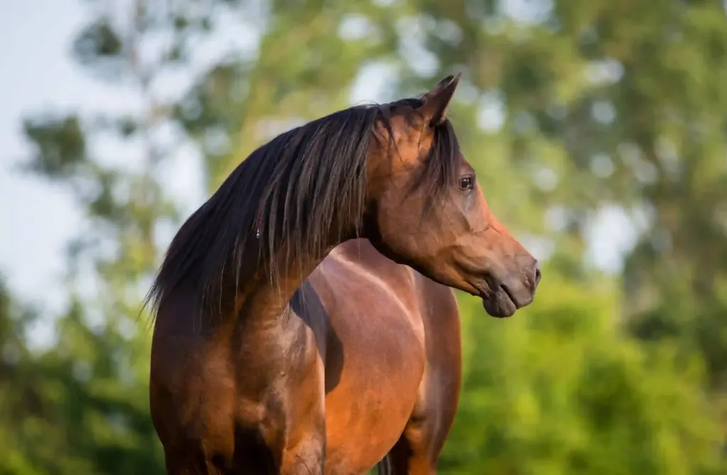 Vollblut-Araber Stute im Profil. Symbol für feine Wahrnehmung und innere Präsenz.
